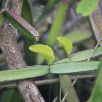 Cissus quadrangularis L.